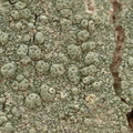 Pertusaria pertusa (Almidelig prikvortelav)