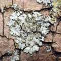 Phaeophyscia endophoenicea (Skygge-rosetlav)