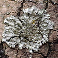 Phaeophyscia endophoenicea (Skygge-rosetlav)