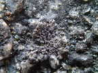 Phaeophyscia nigricans (Sortagtig rosetlav)