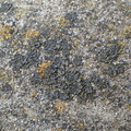 Phaeophyscia orbicularis (Grågrøn rosetlav)