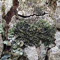 Phaeophyscia orbicularis (Grågrøn rosetlav)
