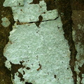 Phlyctis agelaea (Kønnet sølvlav)