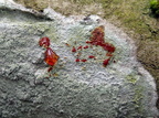 Phlyctis argena (Almindelig sølvlav) - K+rød