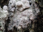 Phlyctis argena (Almindelig sølvlav)