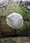 Phlyctis argena (Almindelig sølvlav)