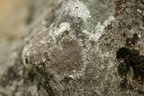Protoparmelia badia (Mørk kantskivelav)