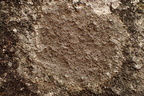 Protoparmelia badia (Mørk kantskivelav)