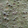 Pyrenula chlorospila (Indsænket kernelav)
