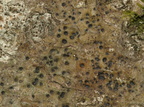 Pyrenula nitida (Glinsende Kernelav)