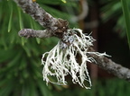 Ramalina farinacea (Melet grenlav)