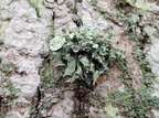 Ramalina fastigiata (Tue-grenlav)