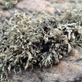 Ramalina siliquosa (Klippe-grenlav)