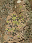 Rhizocarpon geographicum (Gulgrøn Landkortlav)