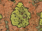 Rhizocarpon geographicum (Gulgrøn Landkortlav)