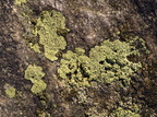 Rhizocarpon lecanorinum (Krave-landkortlav)