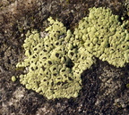 Rhizocarpon lecanorinum (Krave-landkortlav)