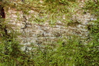 Thelopsis rubella (Brun thelopsis)
