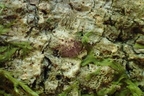 Thelopsis rubella (Brun thelopsis)