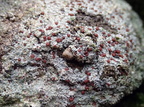 Trapelia coarctata (Hvidrandet brunskivelav)
