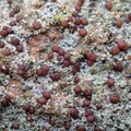 Trapelia coarctata (Hvidrandet brunskivelav)