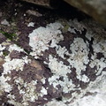 Diploicia canescens (Grå støvrosetlav)