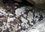 Diploicia canescens (Grå støvrosetlav)