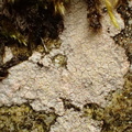 Trapelia placodioides (Trapelia placodioides)