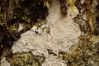 Trapelia placodioides (Trapelia placodioides)
