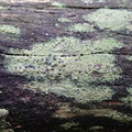 Trapeliopsis flexuosa (Spanskgrøn skivelav)