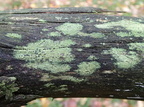 Trapeliopsis flexuosa (Spanskgrøn skivelav)