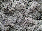 Trapeliopsis granulosa (Forskelligefarvet skivelav)