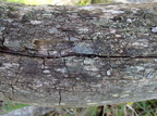 Trapeliopsis granulosa (Forskelligefarvet skivelav)