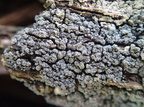 Trapeliopsis granulosa (Forskelligfarvet skivelav)