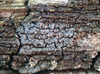 Trapeliopsis granulosa (Forskelligfarvet skivelav)