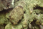 Trapeliopsis pseudogranulosa (Gulbroget skivelav)