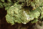 Trapeliopsis pseudogranulosa (Gulbroget skivelav)
