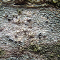 Tremella lichenicola (Tremella lichenicola) - parasit på Mycoblastus fucatus