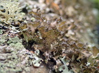 Tuckermannopsis chlorophylla (Olivenbrun kruslav)