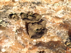 Umbilicaria polyphylla (Glat Navlelav)