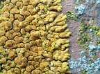 Variospora flavescens, Caloplaca flavescens (Kalk-orangelav)