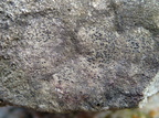 Verrucaria dolosa (Verrucaria dolosa)