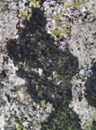 Verrucaria nigrescens (Sortbrun vortelav)