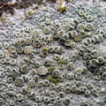 Vouauxiella lichenicola - parasit på Leconora chlarotera