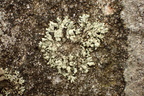 Xanthoparmelia mougeotii (Liden Skållav)