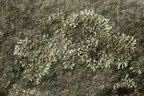 Xanthoparmelia mougeotii (Liden Skållav)