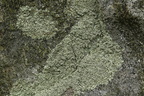 Xanthoparmelia stenophylla, Xanthoparmelia somloënsis