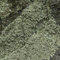 Xanthoparmelia stenophylla, Xanthoparmelia somloënsis
