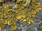 Xanthoria aureola (Kyst-væggelav)