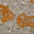Xanthoria calcicola (Vortet væggelav)